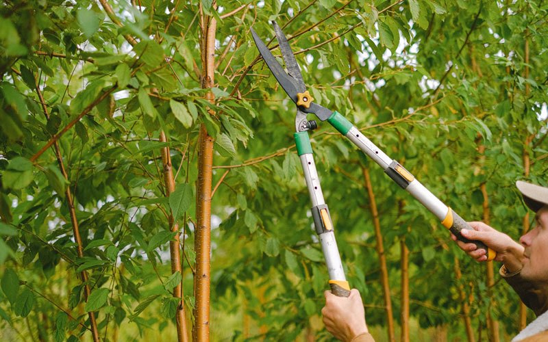 Tree trimming in Otho, IA